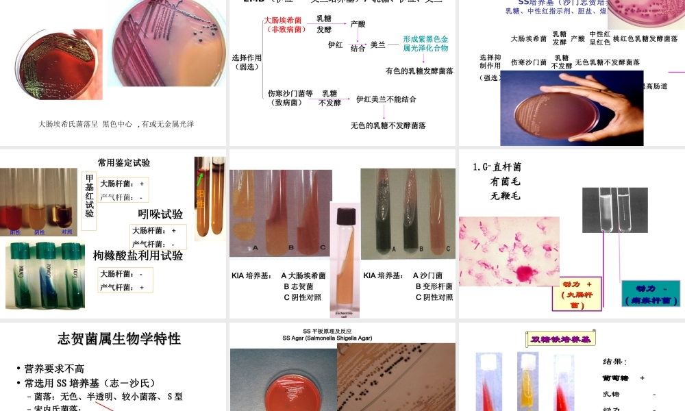 首师大小学科学六下《3.微生物》PPT课件.ppt