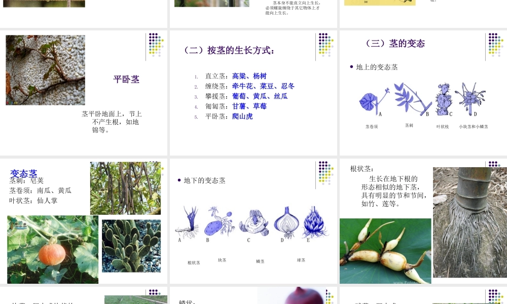 首师大小学科学四上《7.各种各样的茎》PPT课件.ppt