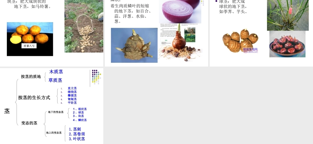 首师大小学科学四上《7.各种各样的茎》PPT课件.ppt