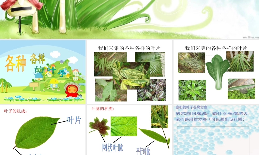 首师大小学科学四上《5.各种各样的叶》PPT课件.ppt