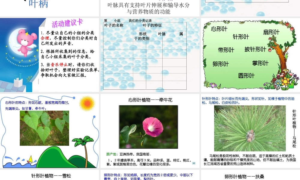 首师大小学科学四上《5.各种各样的叶》PPT课件.ppt