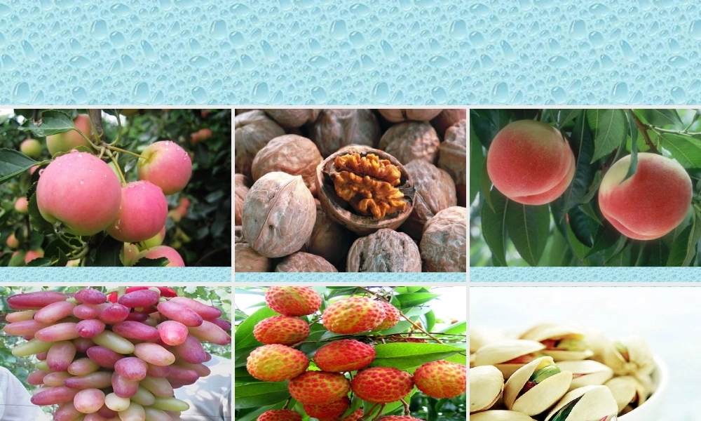 首师大小学科学四下《11.果实的结构》PPT课件(2).ppt