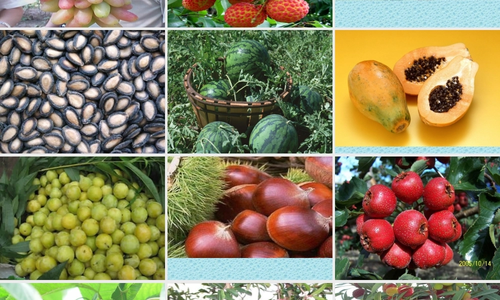 首师大小学科学四下《11.果实的结构》PPT课件(2).ppt