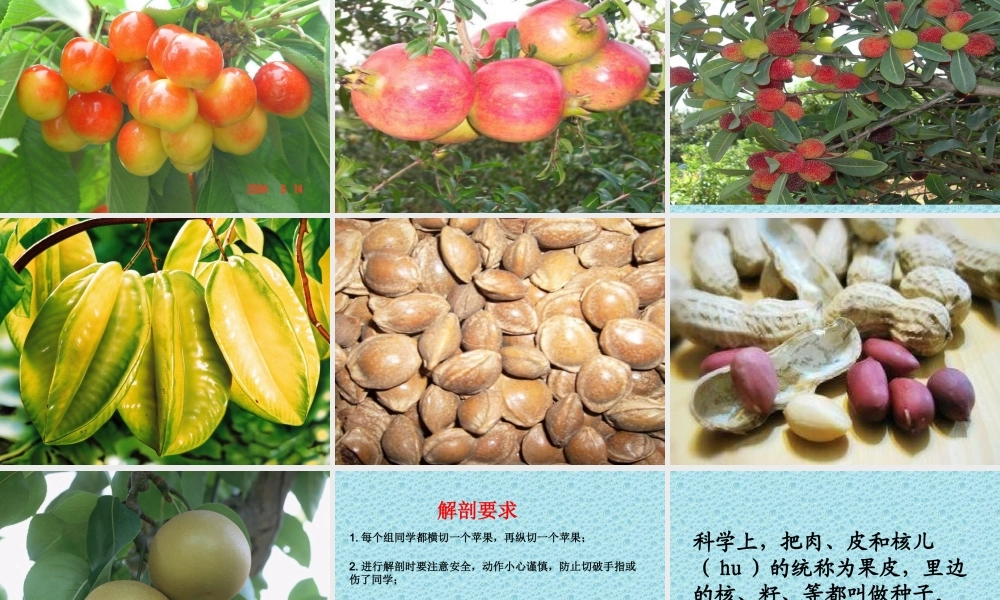 首师大小学科学四下《11.果实的结构》PPT课件(2).ppt