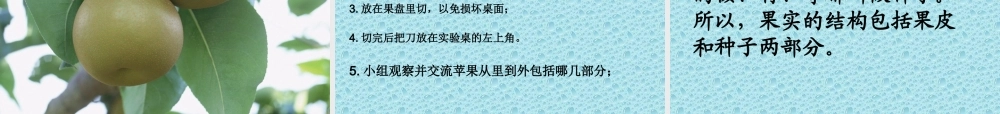 首师大小学科学四下《11.果实的结构》PPT课件(2).ppt