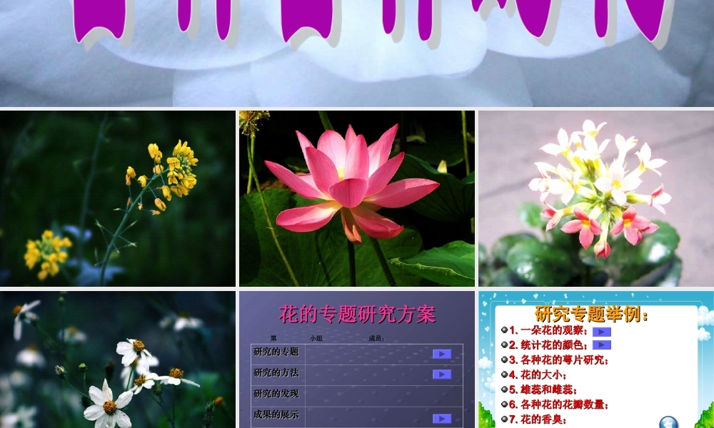 首师大小学科学四下《10.各种各样的花》PPT课件(4) .ppt