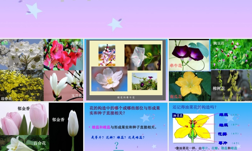 首师大小学科学四下《10.各种各样的花》PPT课件(1) .ppt