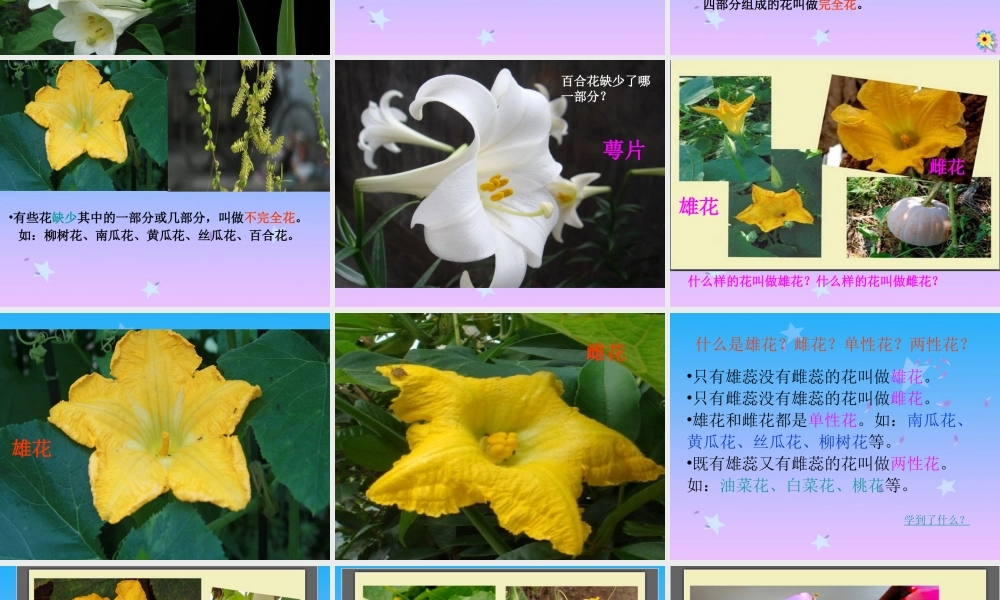 首师大小学科学四下《10.各种各样的花》PPT课件(1) .ppt