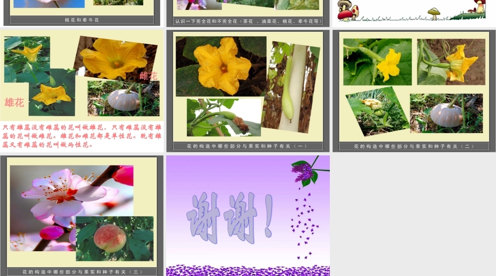 首师大小学科学四下《10.各种各样的花》PPT课件(3) .ppt