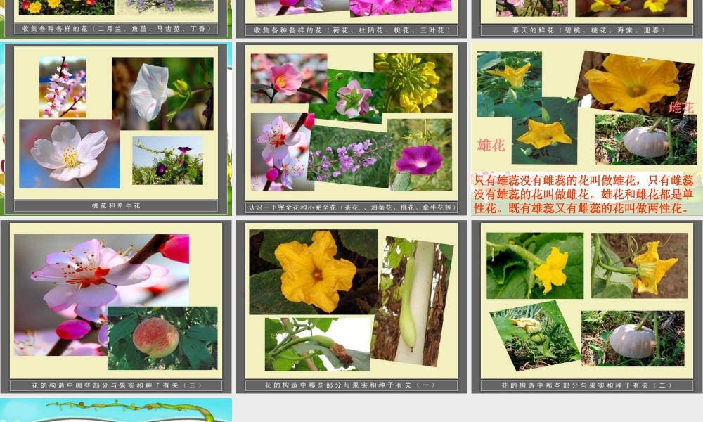 首师大小学科学四下《10.各种各样的花》PPT课件(2) .ppt