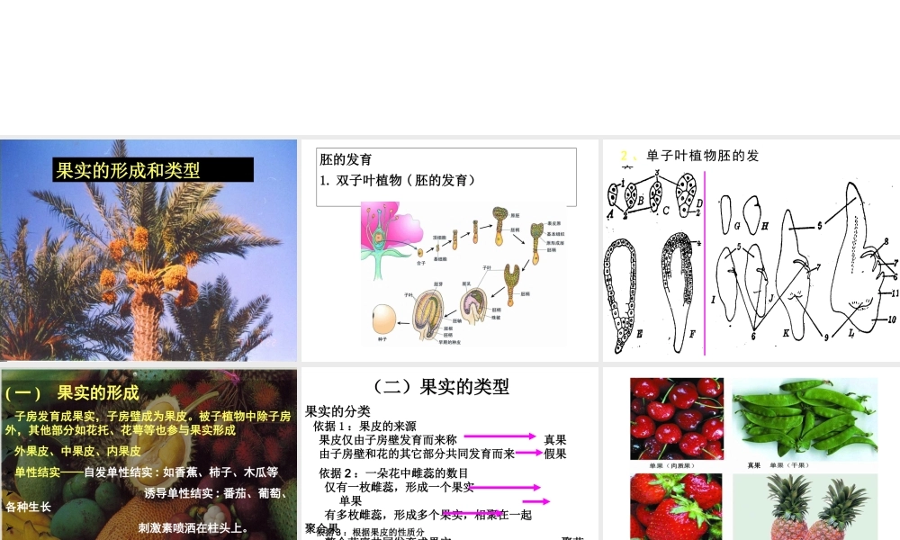 首师大小学科学四下《12.果实的形成》PPT课件.ppt