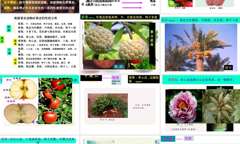 首师大小学科学四下《12.果实的形成》PPT课件.ppt