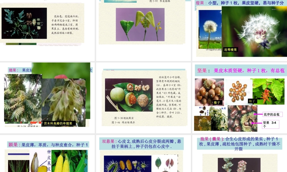 首师大小学科学四下《12.果实的形成》PPT课件.ppt