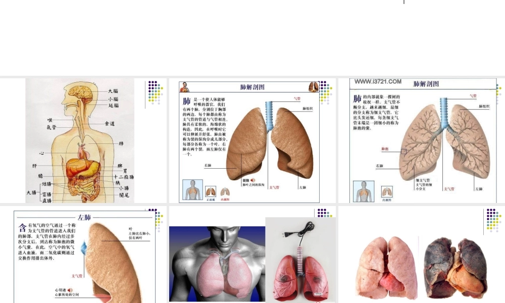 首师大小学科学四下《15.肺的保健》PPT课件.ppt
