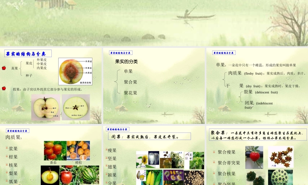 首师大小学科学四下《11.果实的结构》PPT课件(1).ppt