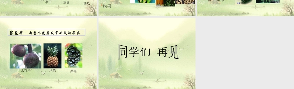 首师大小学科学四下《11.果实的结构》PPT课件(1).ppt