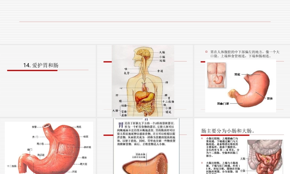 首师大小学科学四下《14.爱护胃和肠》PPT课件.ppt