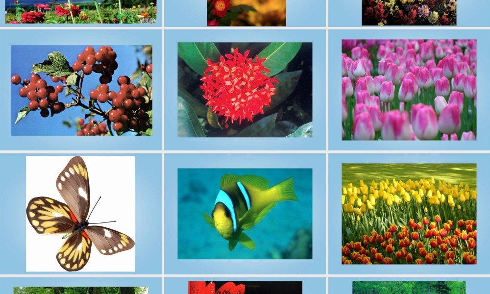 人美小学美术五下《第3课色彩的对比》PPT课件 (3) .ppt