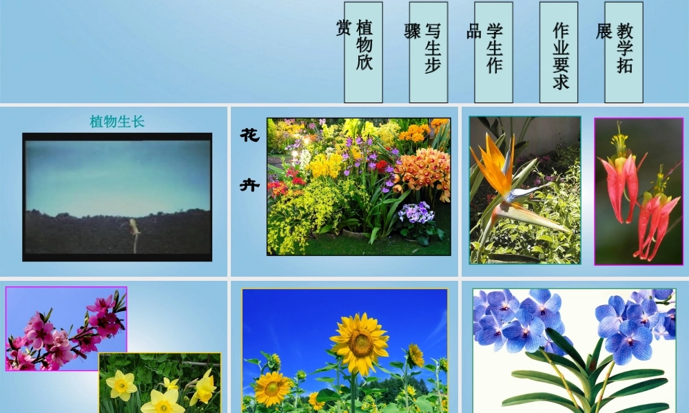 人美小学美术四下《第1课植物写生》PPT课件 (1).ppt