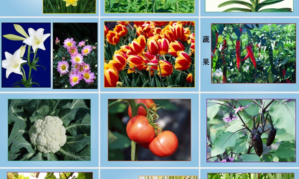 人美小学美术四下《第1课植物写生》PPT课件 (1).ppt