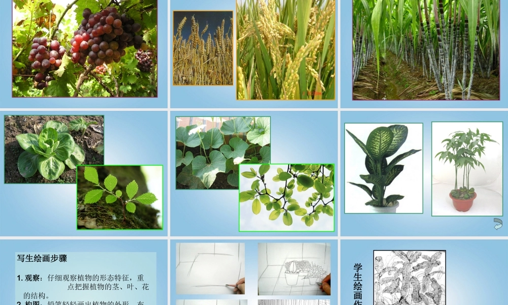 人美小学美术四下《第1课植物写生》PPT课件 (1).ppt