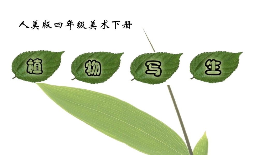人美小学美术四下《第1课植物写生》PPT课件 (2).ppt