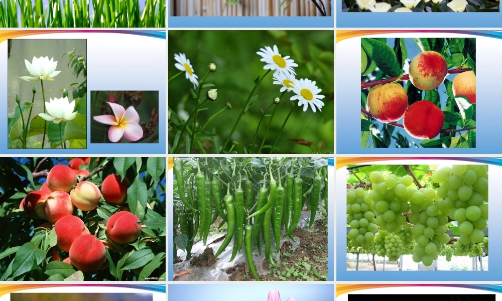 人美小学美术四下《第1课植物写生》PPT课件 (2).ppt