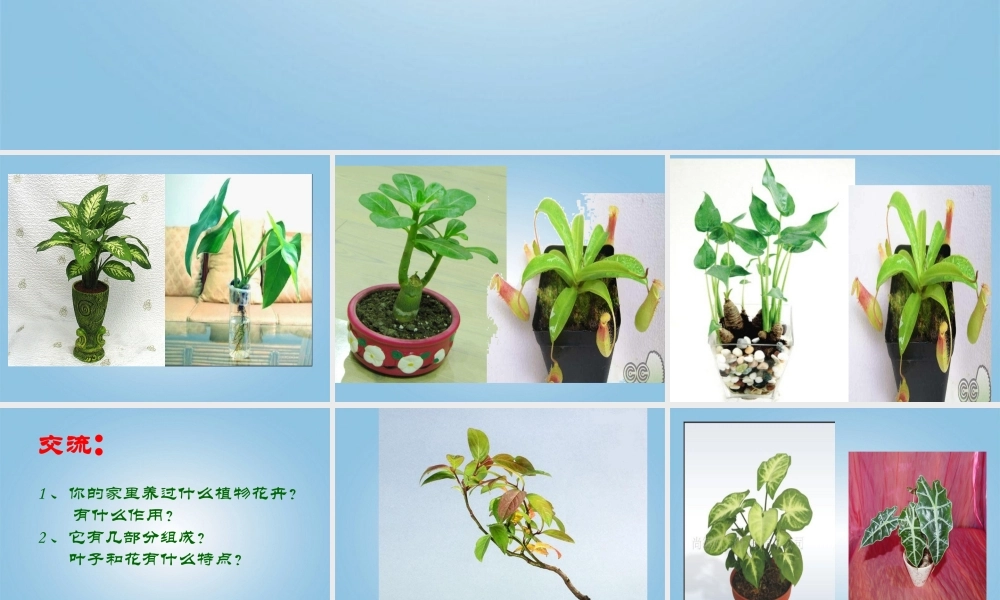 人美小学美术四下《第1课植物写生》PPT课件 (3).ppt