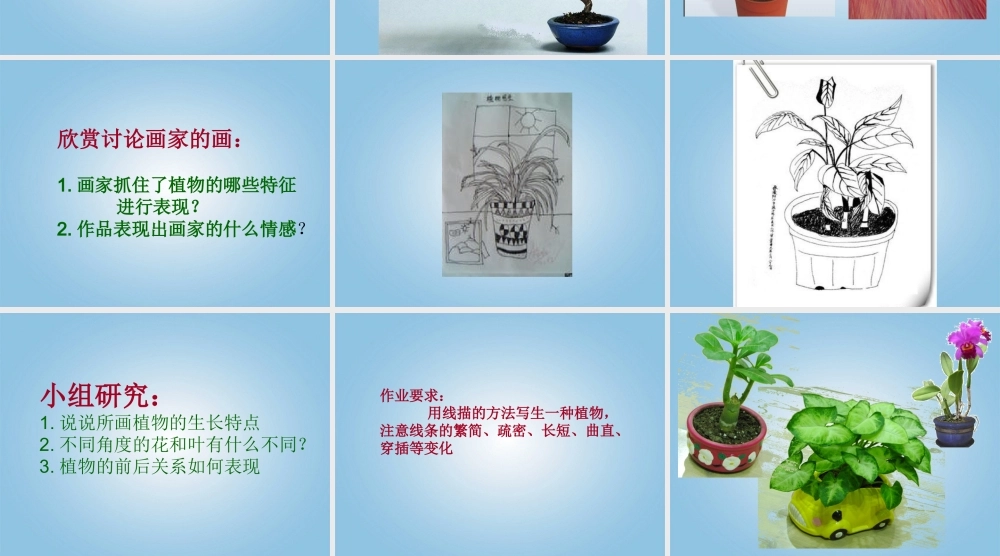 人美小学美术四下《第1课植物写生》PPT课件 (3).ppt
