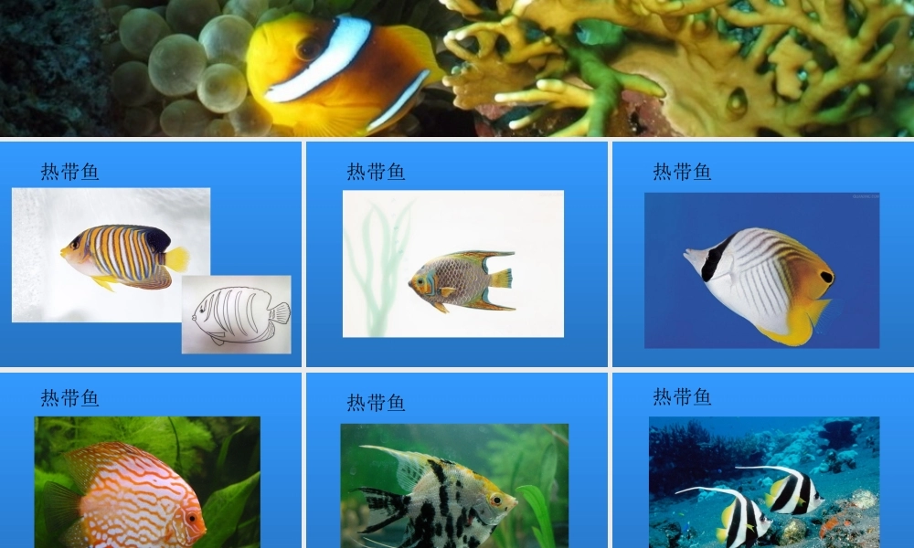 湘教小学美术一下《14剪对称鱼形 》PPT课件.ppt