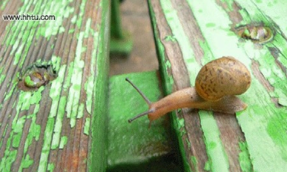 湘教小学美术二下《11小蜗牛慢慢爬》PPT课件.ppt