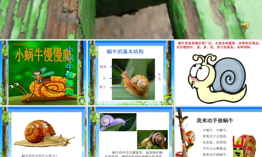 湘教小学美术二下《11小蜗牛慢慢爬》PPT课件.ppt