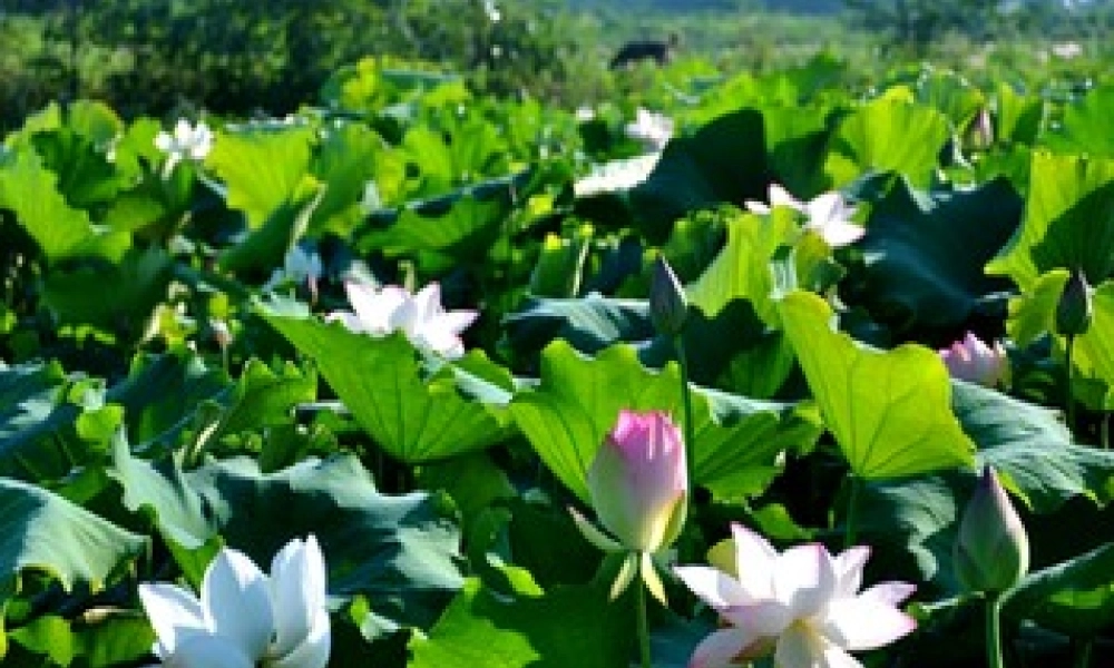 湘教小学美术六下《第2课 俯仰之间》PPT课件.ppt