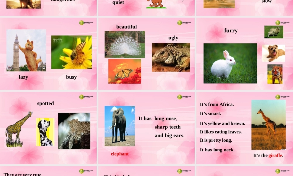 【名师精品】2 unit 5 Why do you like pandas？Section B课件.ppt