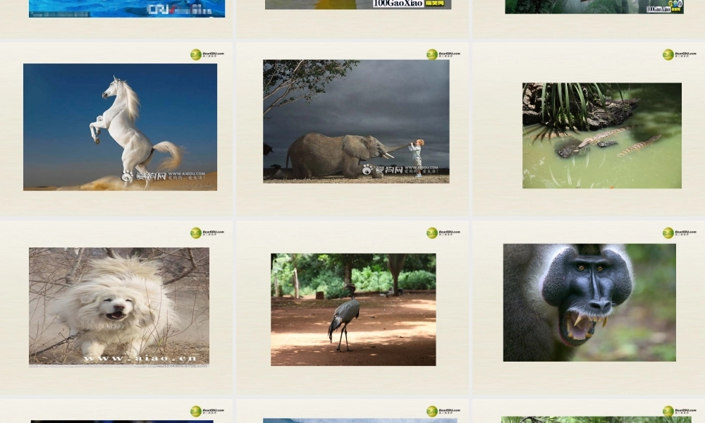 【名校精品】 2Unit 5 Why do you like pandasPeriod课件4.ppt