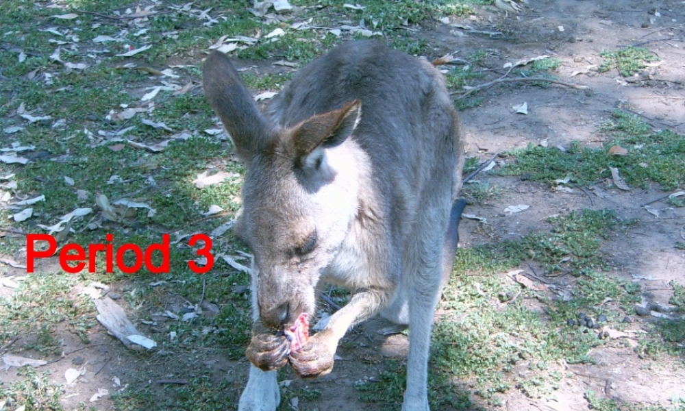 【浙江省】 《Unit 5 Why do you like koalas？Period 3》课件.ppt