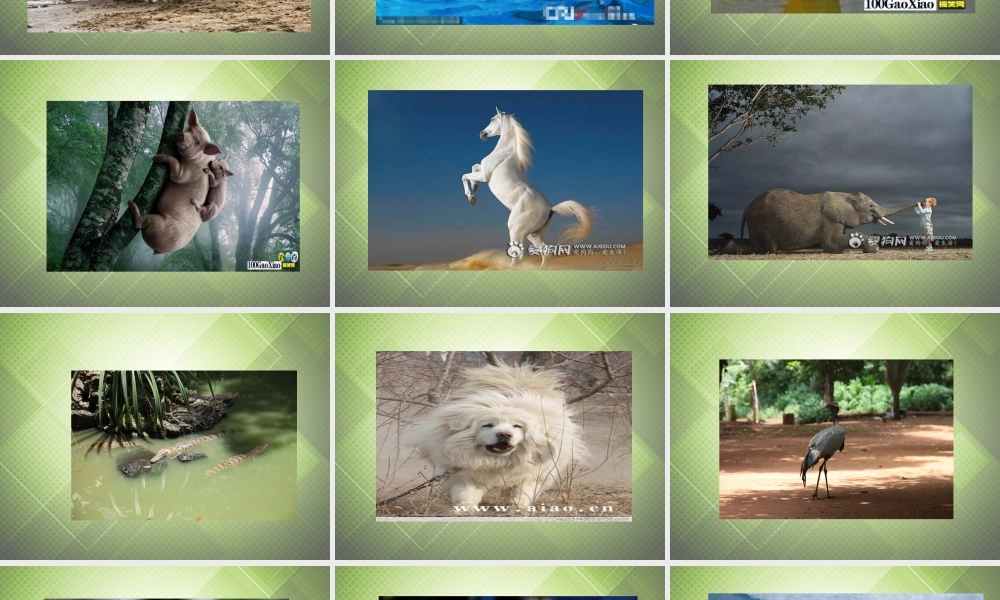 【黑龙江】《Unit 5 Why do you like pandas Period 3》课件.ppt