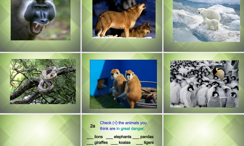 【黑龙江】《Unit 5 Why do you like pandas Period 3》课件.ppt