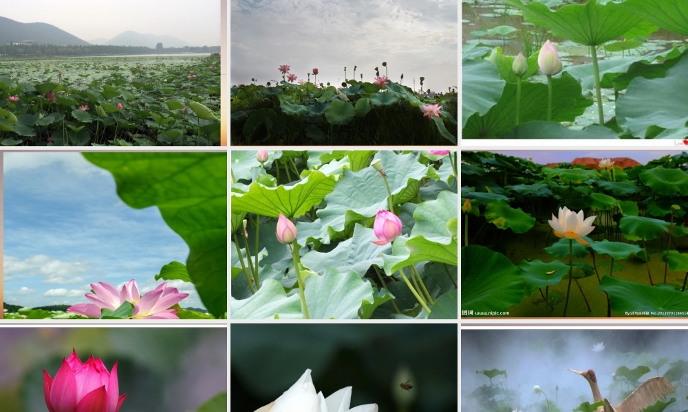 09、《夏日荷塘》.ppt