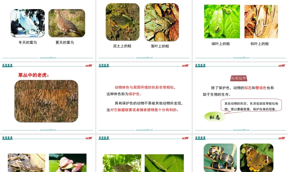 第三节生物进化的原因(1).ppt