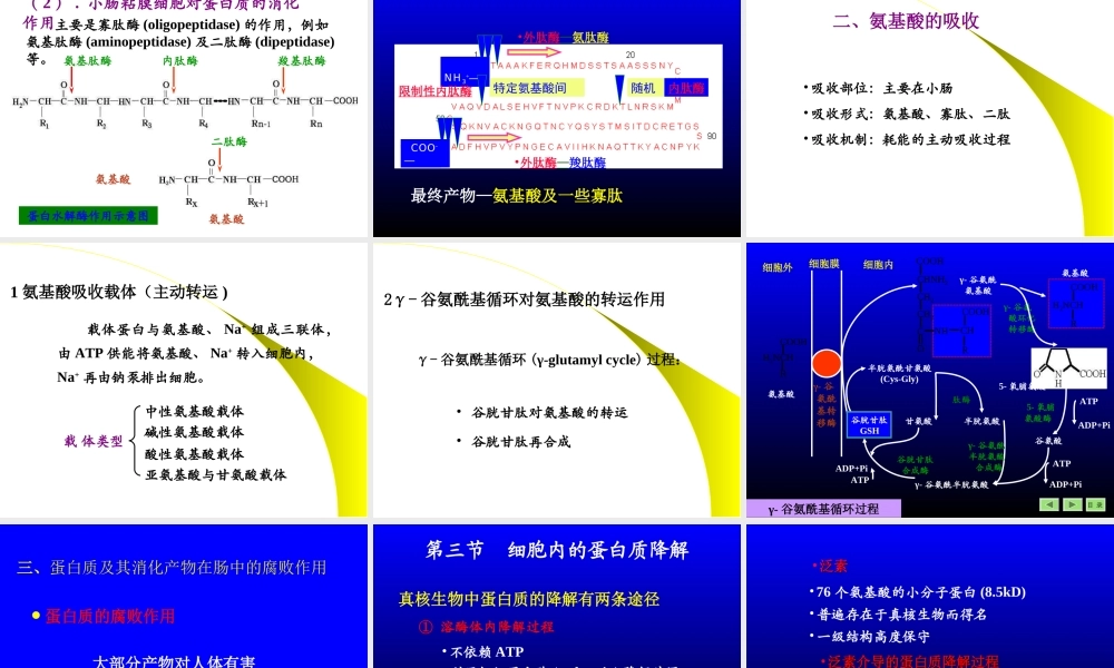 11氨基酸代谢.ppt