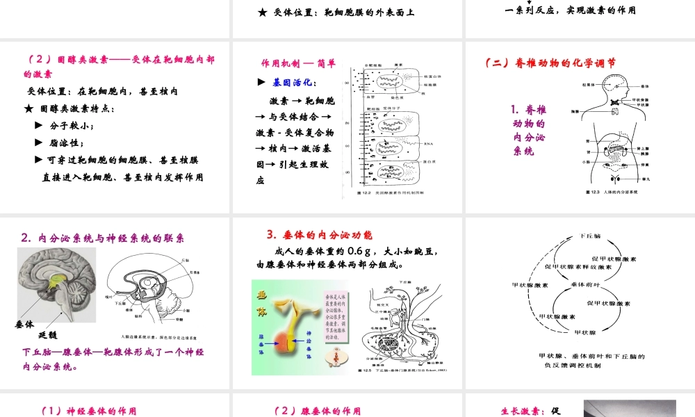 12 内分泌系统与化学调节——体液调节.ppt