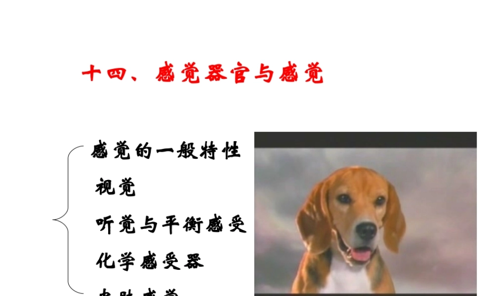 14 感觉器官与感觉.ppt