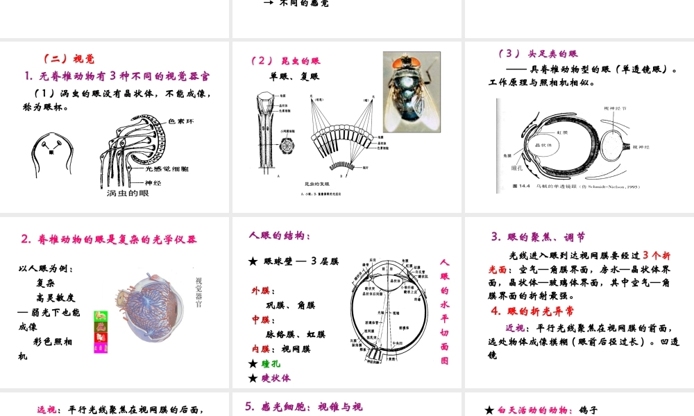 14 感觉器官与感觉.ppt