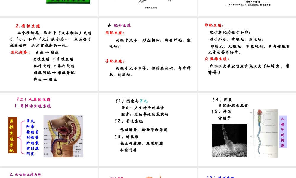 16 生殖与胚胎发育.ppt