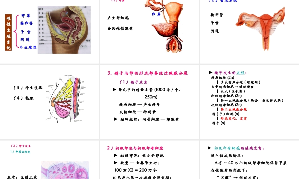 16 生殖与胚胎发育.ppt