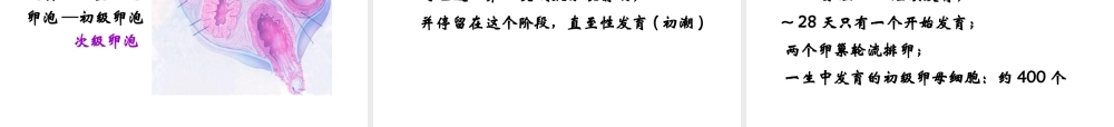 16 生殖与胚胎发育.ppt