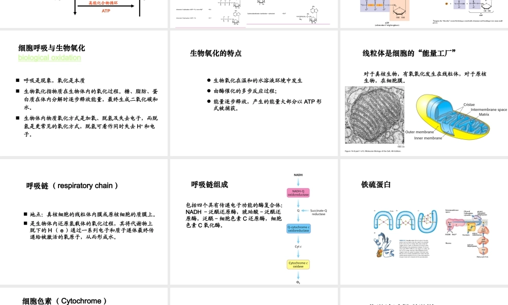 第五章 生物能学和生物氧化.ppt