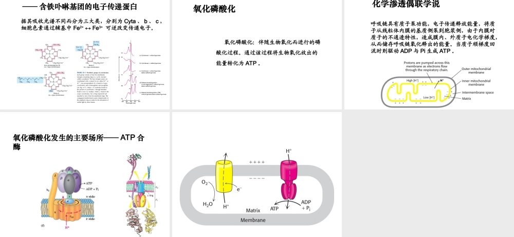 第五章 生物能学和生物氧化.ppt