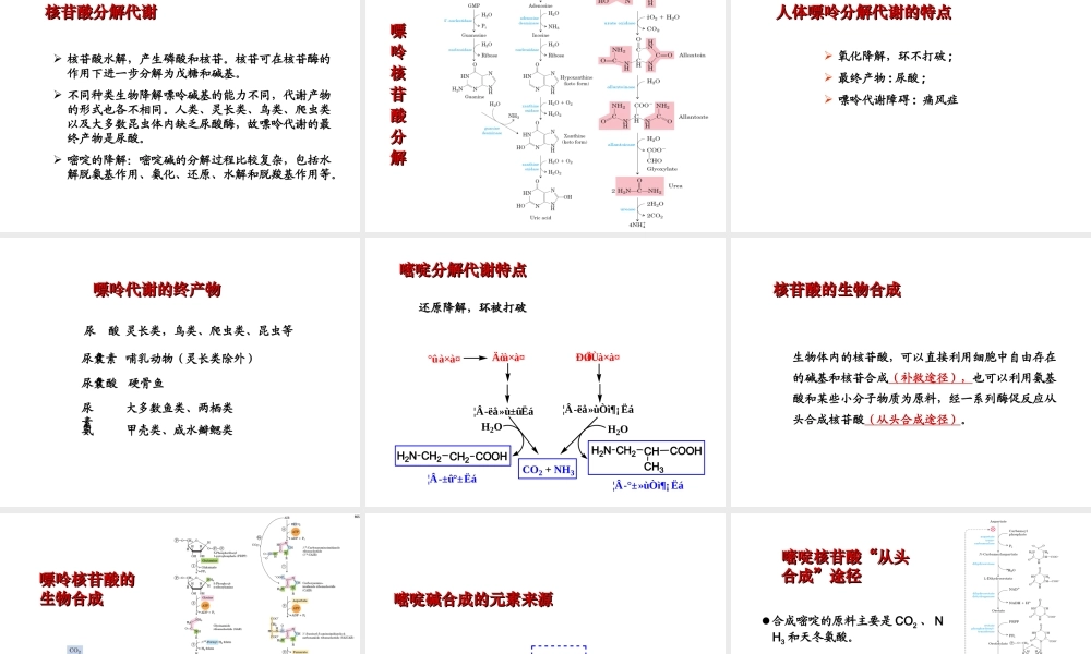 第九章 核酸降解和核苷酸代谢.ppt